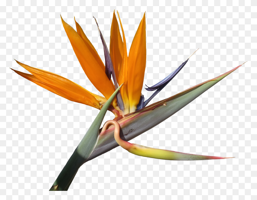 3091x2365 Strelitzia Flower Bird Of Paradise Flower, Plant, Blossom, Aloe HD PNG Download