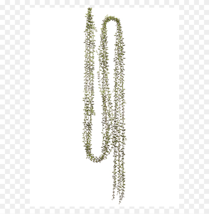 601x801 String Of Pearls Necklace, Plant, Vine HD PNG Download