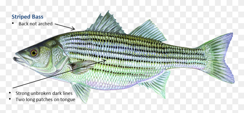909x385 Striped Bass Oklahoma Fish, Animal, Perch, Sea Life HD PNG Download