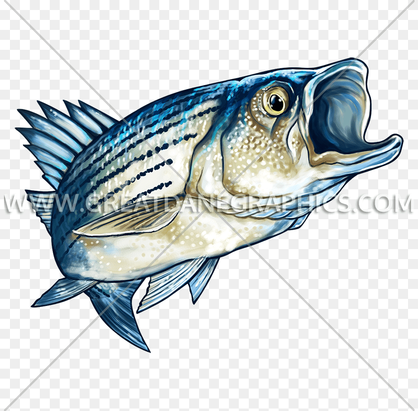 825x825 Striped Bass Production Ready Artwork For T Shirt Printing, Animal, Fish, Sea Life, Tuna Sticker PNG