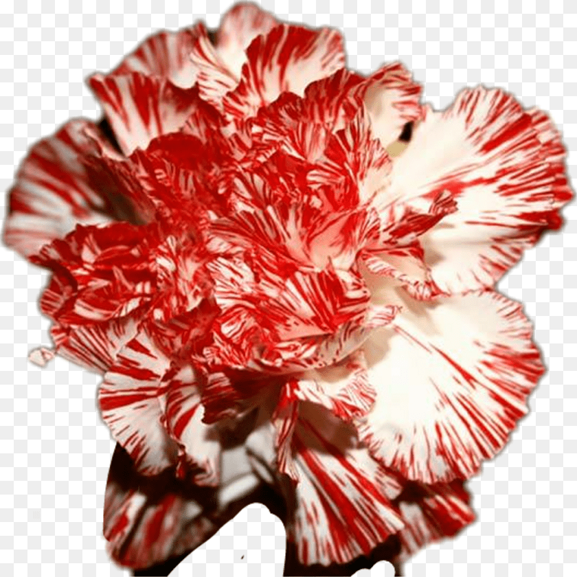 Striped Carnation, Flower, Plant, Rose Clipart PNG