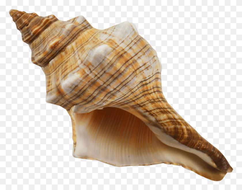 973x748 Striped Fox Shell Shell, Conch, Seashell, Invertebrate Descargar Hd Png
