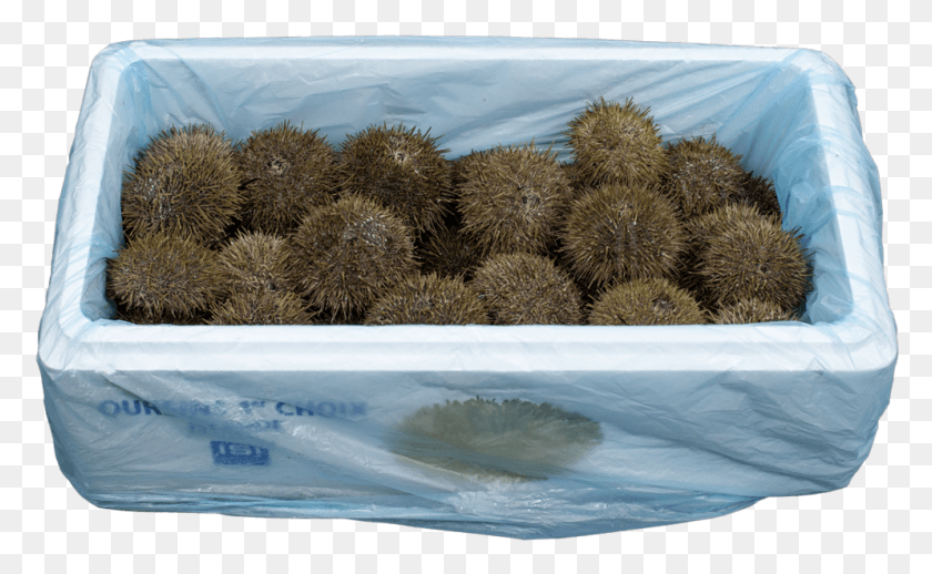 994x584 Strongylocentrotus Droebach Sea Urchin Iceland, Bush, Vegetation, Plant HD PNG Download