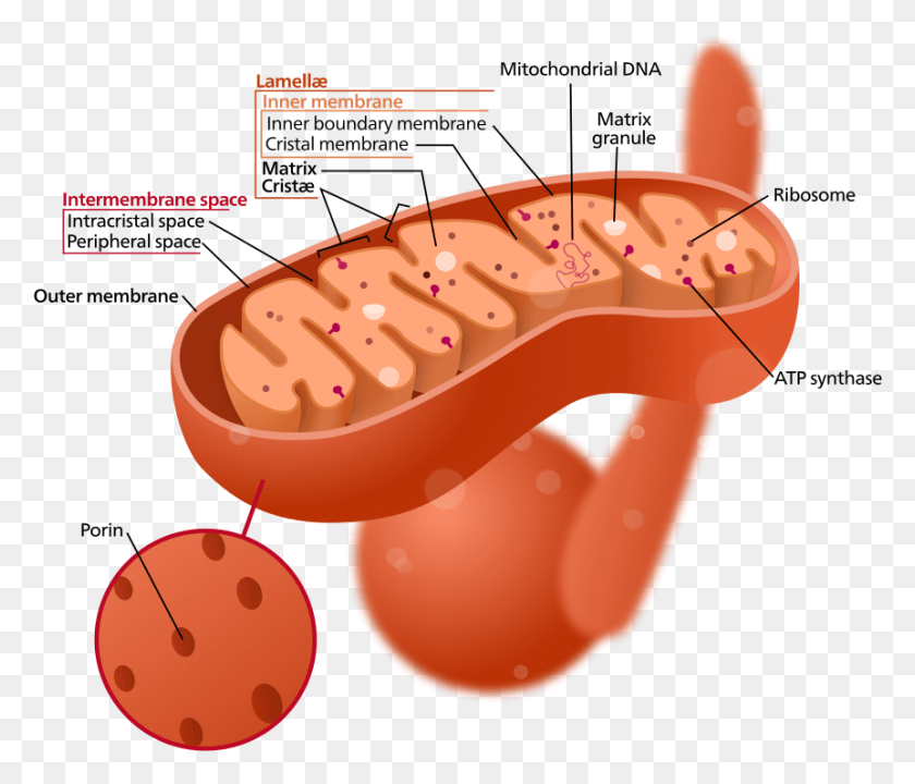 862x730 Structure Of A Typical Mitochondrion Cytoplasm In The Mitochondria, Plant, Food, Mouth HD PNG Download