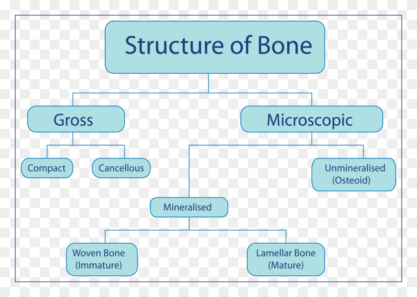 2442x1692 Structure Of Bone Flow Chart Of Bones, Text, Credit Card, Diagram HD PNG Download