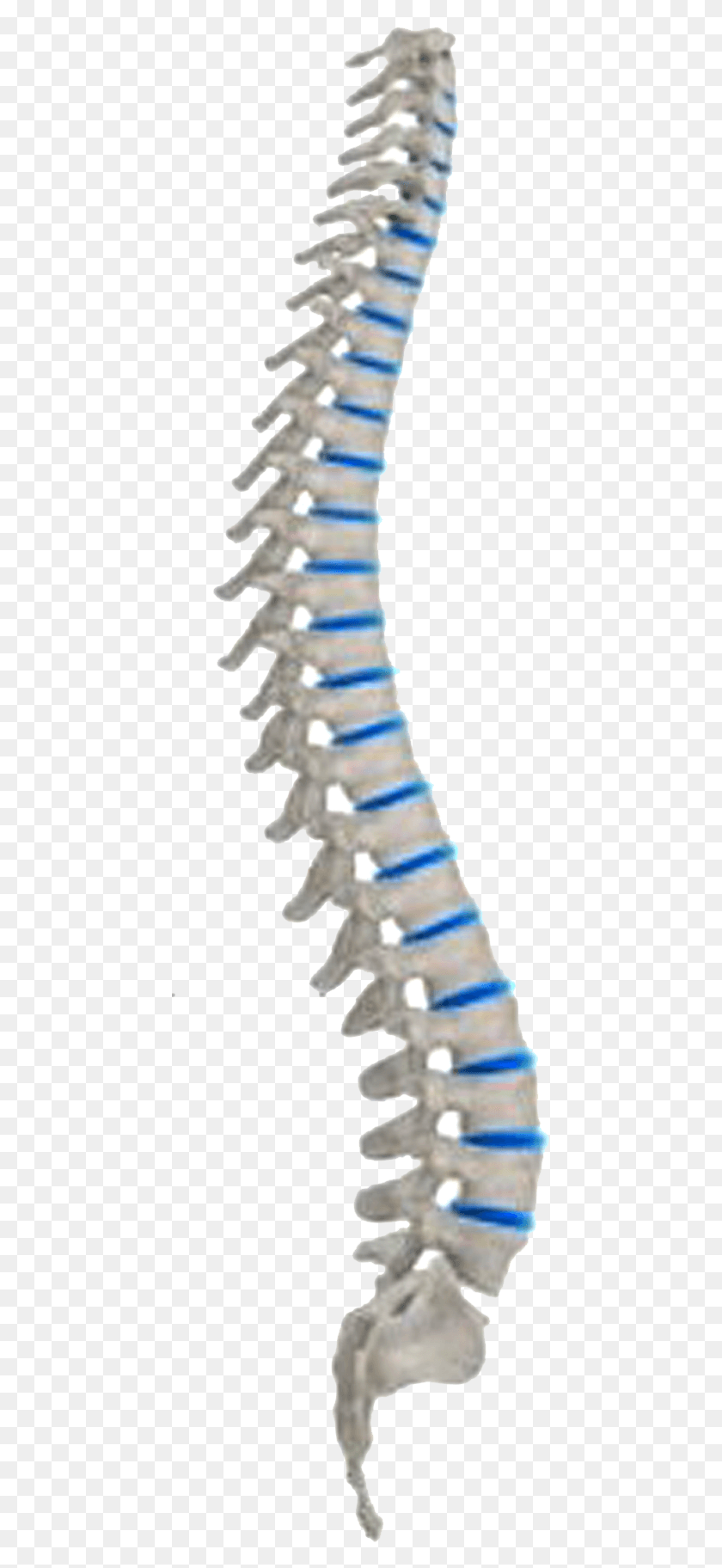 441x1764 La Estructura De La Columna Vertebral, Botella, Turquesa, Animal Hd Png