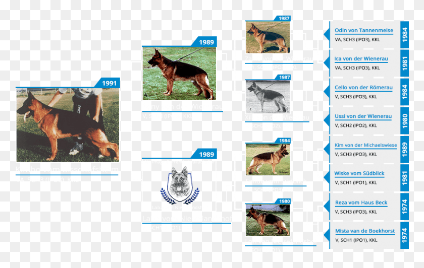 886x537 Stud Dog Va Kimbo Von Bisschofsheim Pedigree Mittelwest Dobermann, Pet, Canine, Animal HD PNG Download