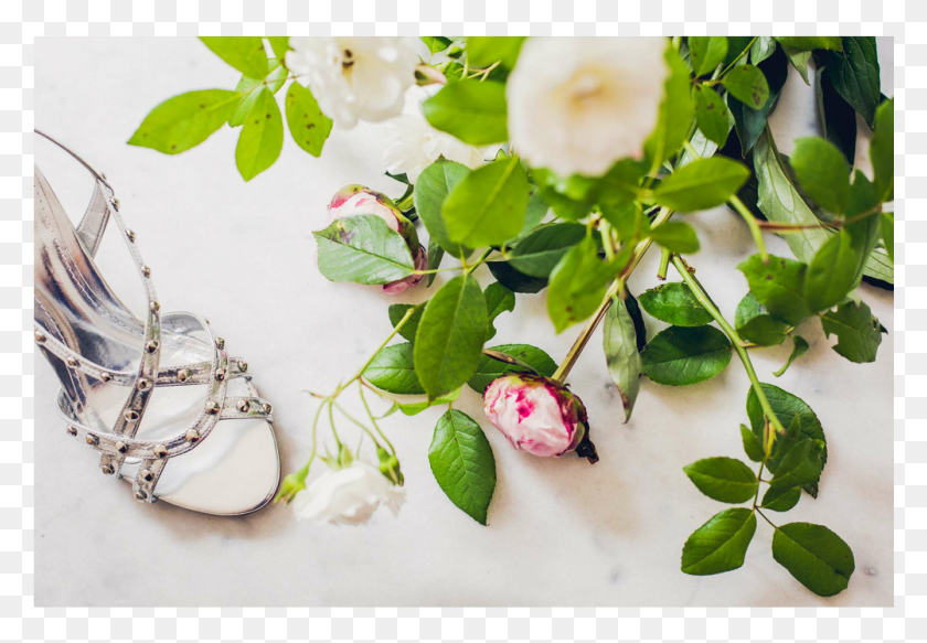 1001x672 Stud Silver Shoes Pearl And Stud Shoes Wedding 1 1 Rosa Canina, Leaf, Plant, Petal HD PNG Download