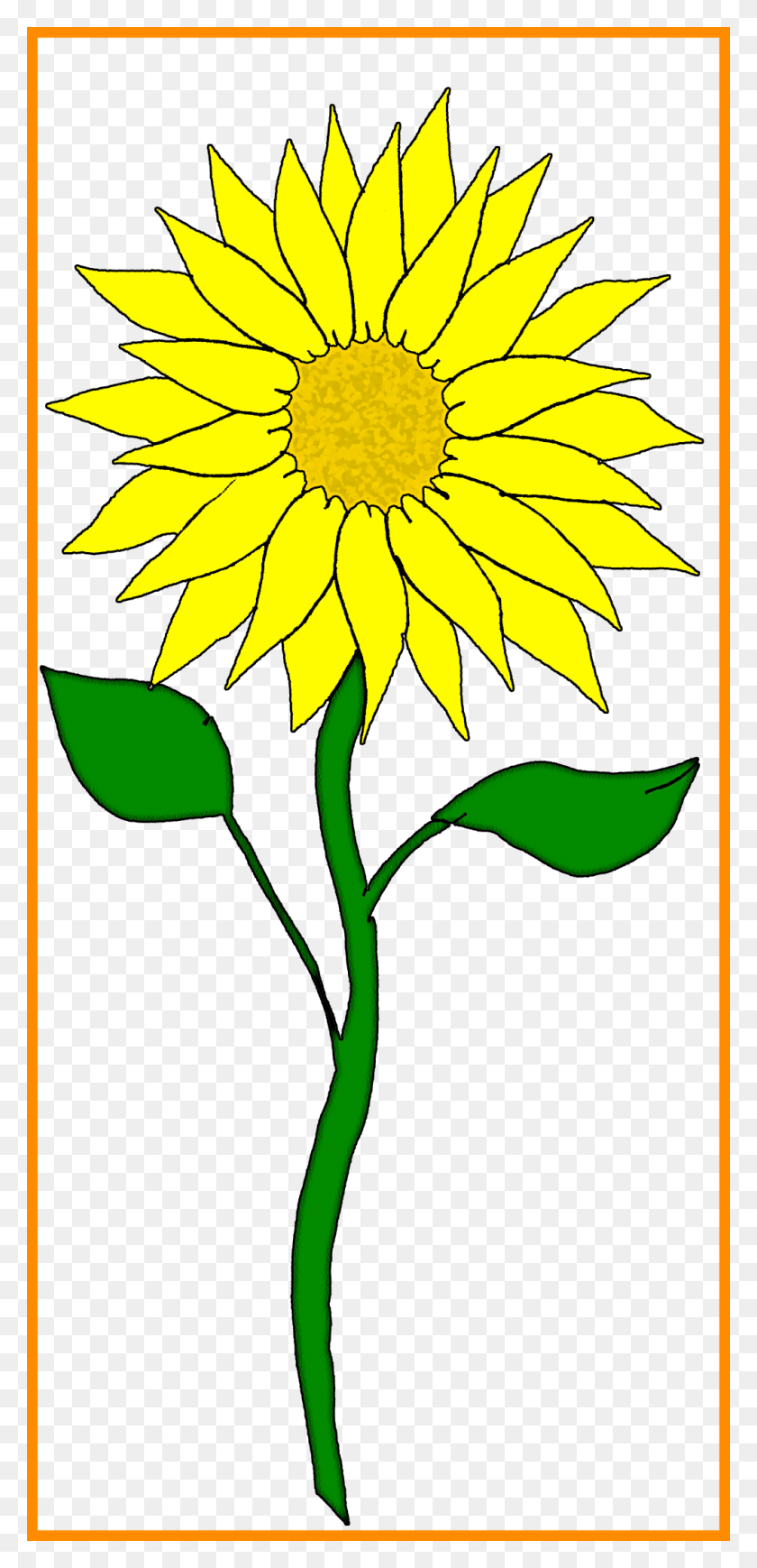 1010x2174 Stunning Flower Clipart Pict For Sunflower Frame Styles Clip Art Sunflower Stem, Plant, Blossom, Petal HD PNG Download