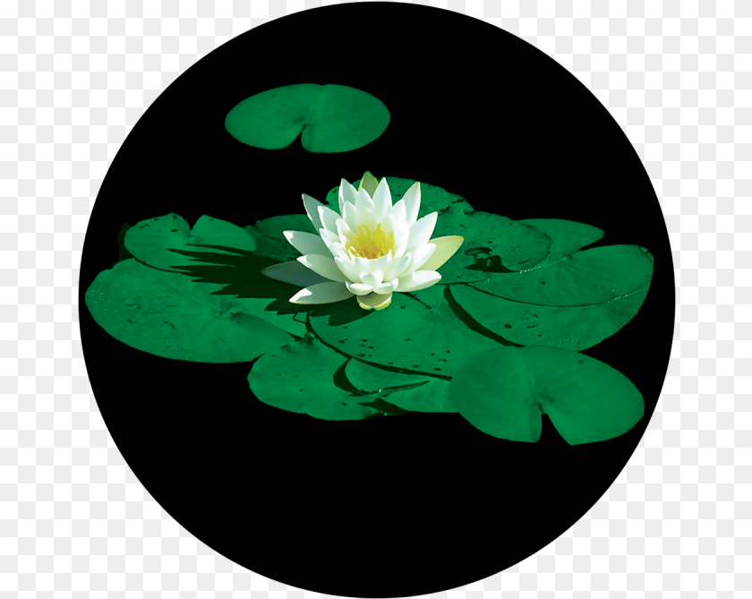 Stunning Lily Pad Lily Pad Flower, Plant, Pond Lily Transparent PNG