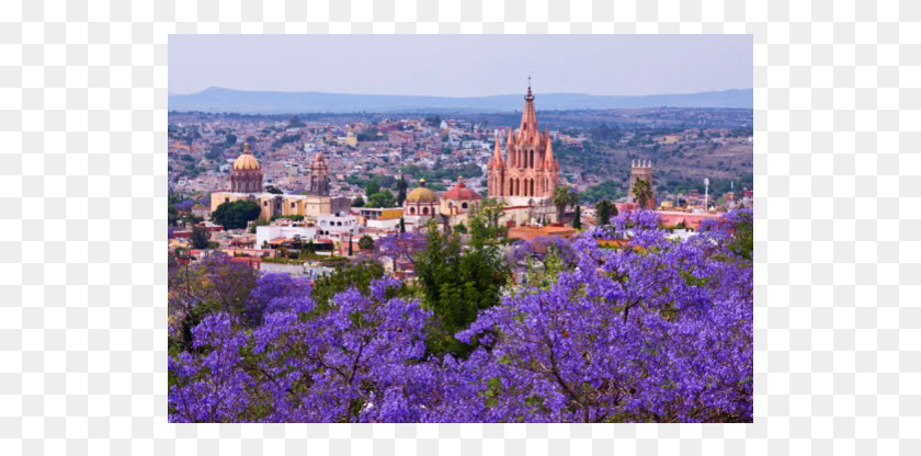 535x356 Stunning Mexican 3 Story Colonial Home With Rooftop Jacaranda San Miguel De Allende, Plant, Scenery, Outdoors HD PNG Download