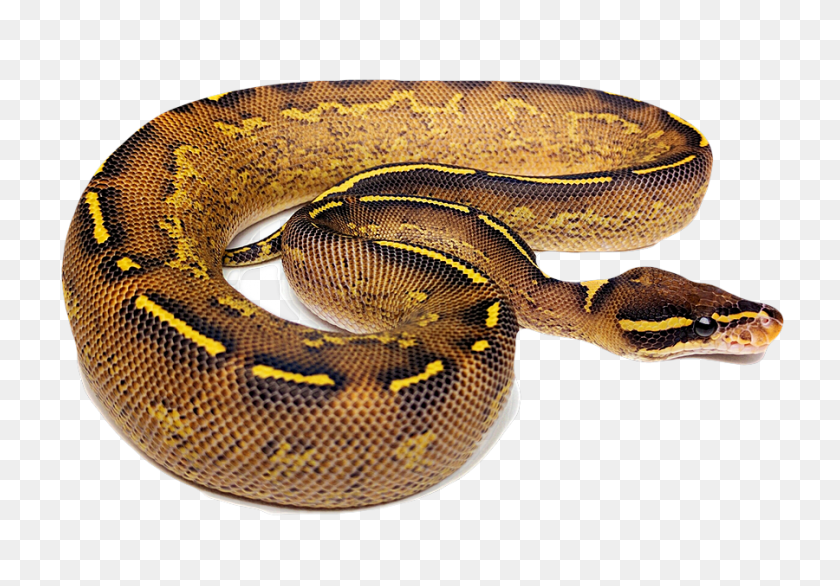 900x608 Stunning Visual Variety Transparent Ball Python, Snake, Reptile, Animal HD PNG Download