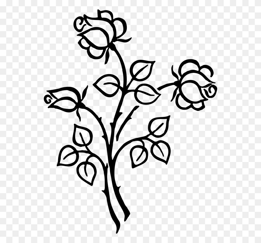 558x720 Stylized Roses Flowers Floral Line Art Silhouette Flower Image Line Art, Gray, World Of Warcraft HD PNG Download