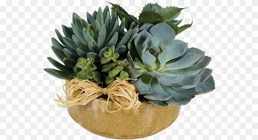561x456 Succulent Flower Arrangements, Plant, Potted Plant Clipart PNG