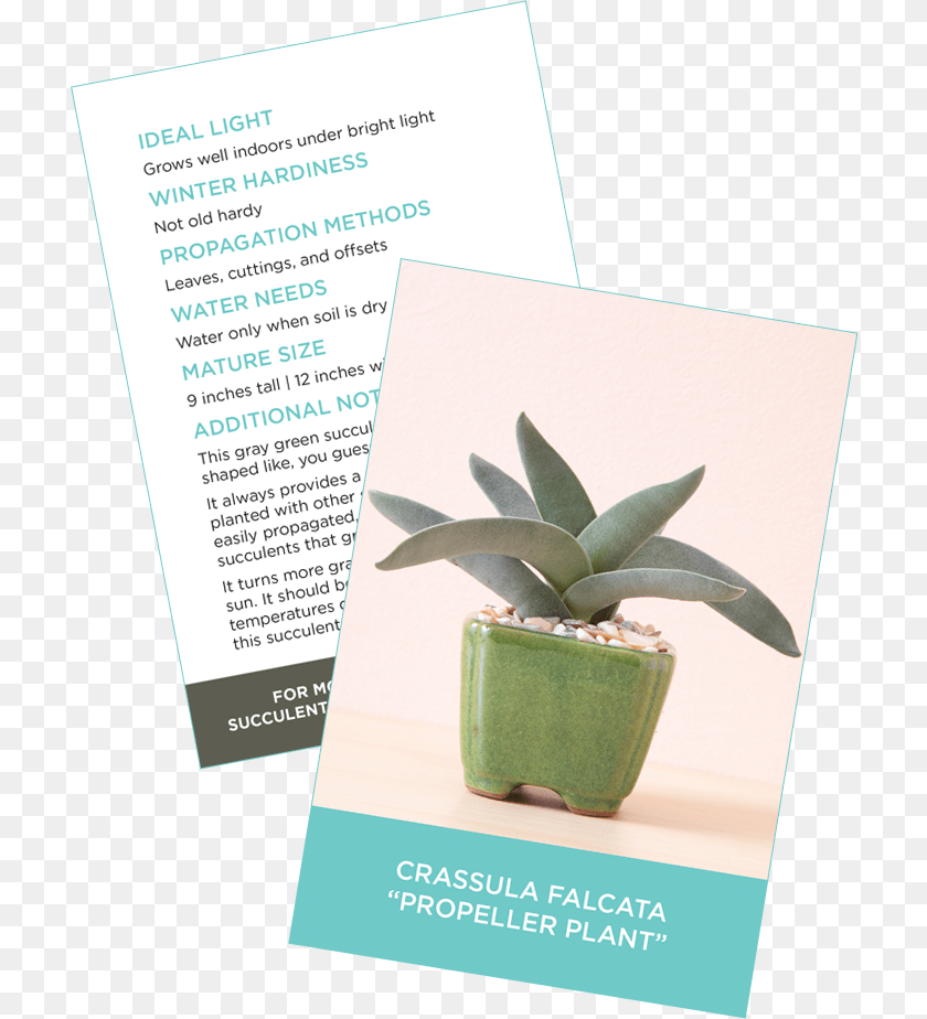 713x924 Succulent Identification Cards Sample Crassula Falcata Nursery Succulent Care Card, Advertisement, Plant, Poster, Potted Plant Transparent PNG
