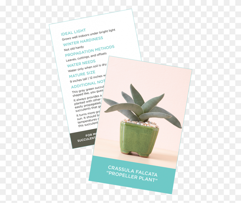 500x648 Succulent Identification Cards Sample Crassula Falcata Succulent Take Care Cards, Flyer, Poster, Paper HD PNG Download