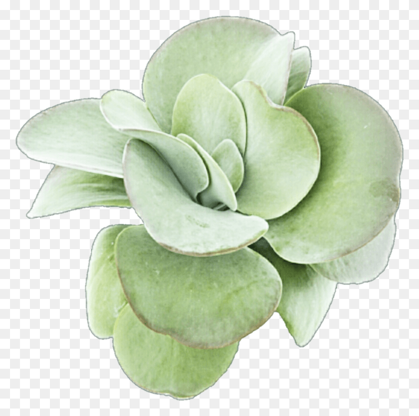 1006x1000 Succulent Image Transparent Library White Mexican Rose, Leaf, Plant, Green HD PNG Download