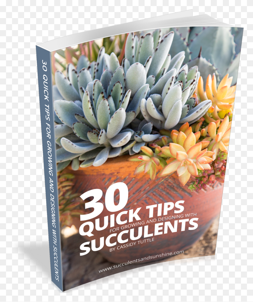 1060x1280 Succulent Plant, Advertisement, Poster, Flyer HD PNG Download