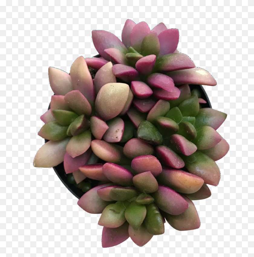 680x792 Succulent Plant Pachyphytum, Tree, Flower, Blossom HD PNG Download