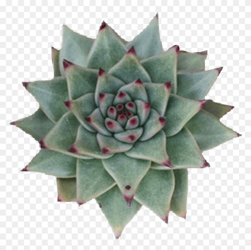 1024x1018 Succulent Sticker Succulent Plant, Leaf, Rose, Flower HD PNG Download