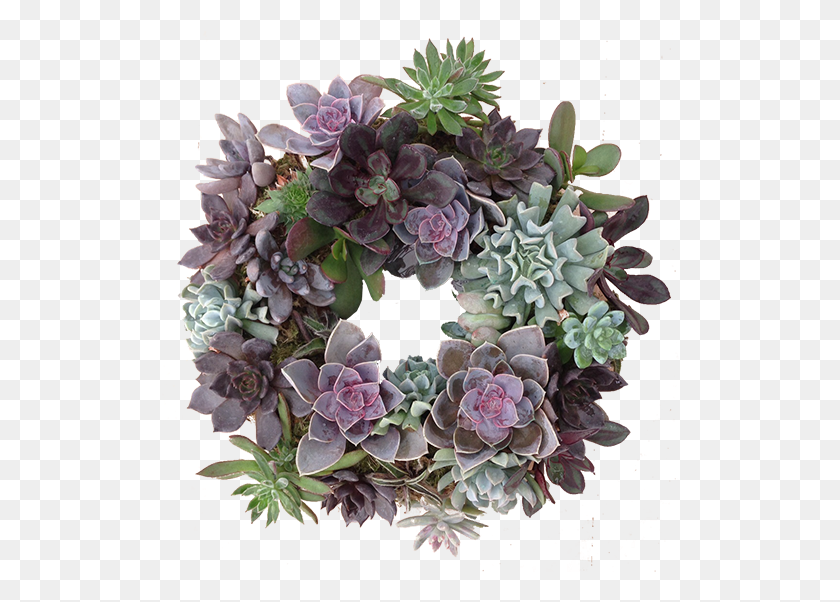518x542 Succulent Wreath Succulent Wreath Artificial, Pattern, Ornament, Plant HD PNG Download