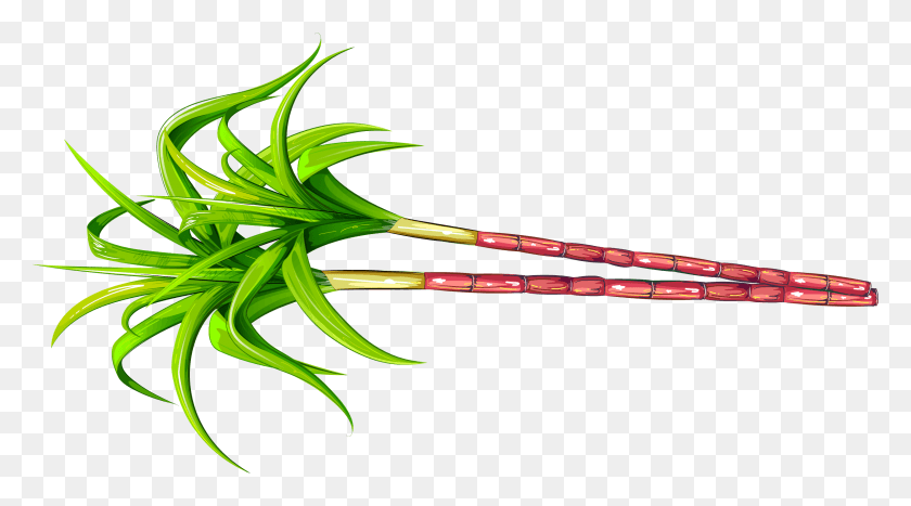 2501x1306 Сахарный Тростник, Растение, Лук, Зеленый Hd Png Скачать