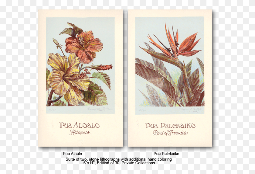 592x512 Сюита Гавайских Цветов Роза Глаука, Растение, Цветок Hd Png Скачать