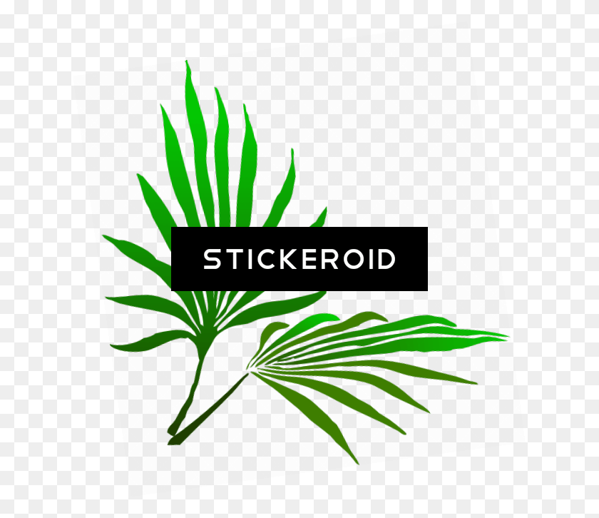 634x666 Sukkot Palm Branch Palm Frond Clip Art, Plant, Leaf, Vegetation HD PNG Download