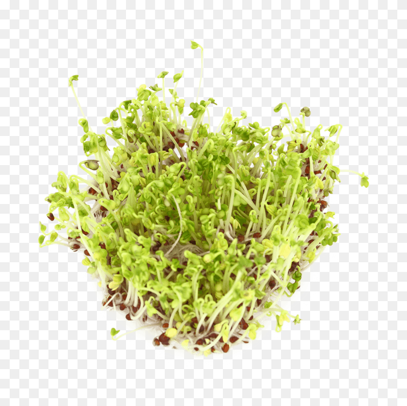 999x994 Sulforaphane Glucosinolate Floral Design, Plant, Sprout, Bean Sprout HD PNG Download