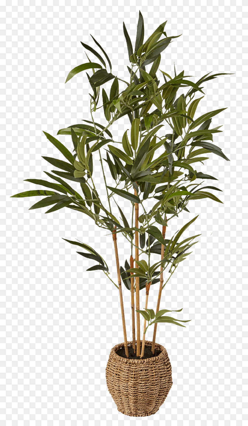 785x1389 Summer 2016 45 3ft Artificial Mini Bamboo Tree In Palm Chamaedorea Cataractarum, Plant, Leaf, Bush HD PNG Download