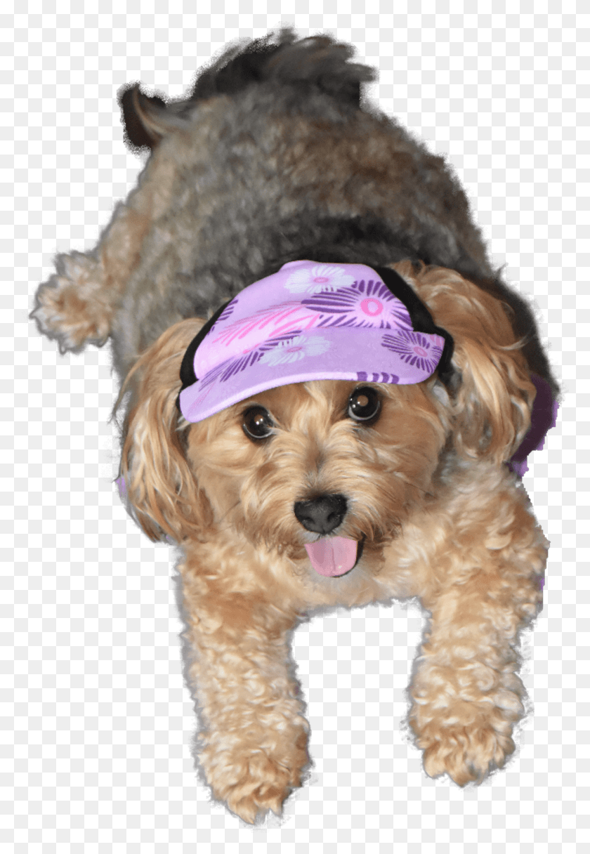 1308x1940 Summer Hat Companion Dog, Pet, Canine, Animal HD PNG Download