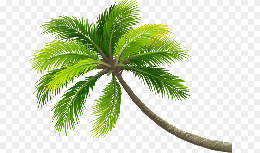 657x494 Summer Palm Palmera Ftestickers Ftstickers Stickers Beach Coconut Tree, Leaf, Palm Tree, Plant Clipart PNG