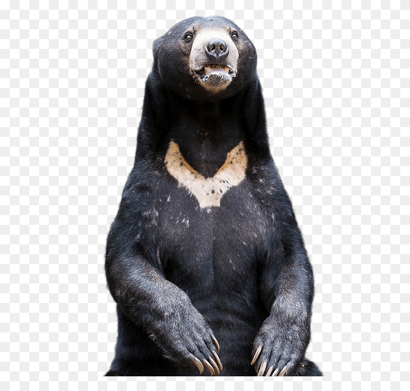 490x740 Солнечный Медведь Солнечный Медведь Прозрачный, Дикая Природа, Животное, Млекопитающее Hd Png Скачать