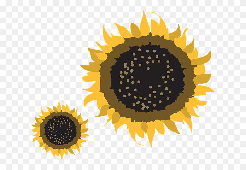 633x519 Sun Flower Nature Yellow Sun Flora Blossom Flower Produce Oxygen And Absorb Carbon Dioxide, Plant, Sunflower HD PNG Download