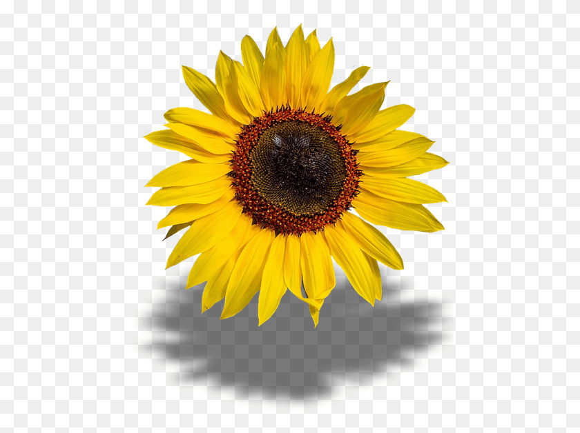 474x568 Sun Flower Transparent Background Imagenes De Girasoles, Plant, Blossom, Sunflower HD PNG Download