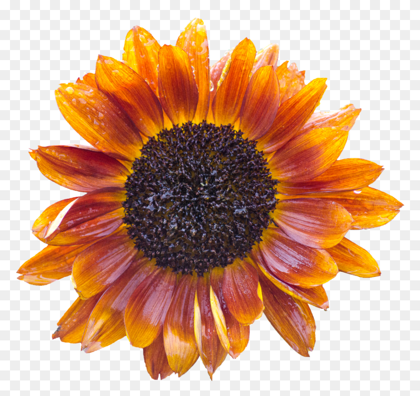 1244x1167 Sun Orange Sunflower, Plant, Flower, Blossom HD PNG Download