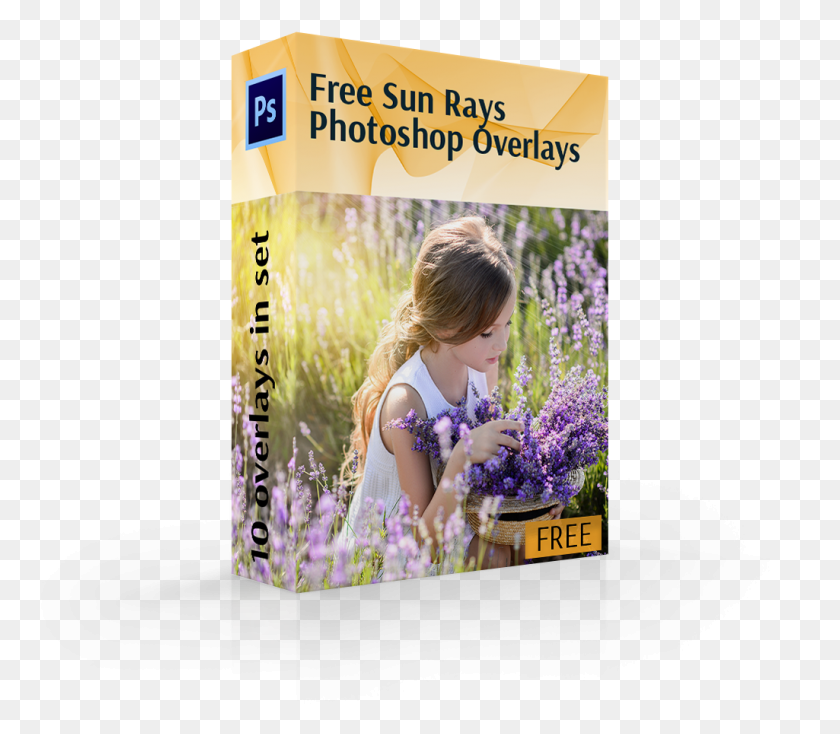 1025x886 Sun Ray Overlay Cover Box Девушка В Цветах Английская Лаванда, Растение, Человек, Человек Png Скачать
