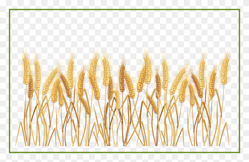 907x568 Sunbeams Clipart Transparent Background Wheat, Plant, Produce, Food HD PNG Download