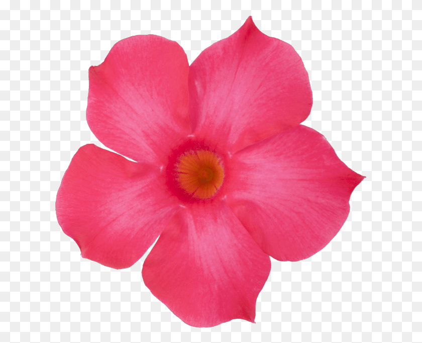 621x622 Сундавиль Фуксия Розовая Пустынная Роза, Растение, Цветок, Цветение Png Скачать