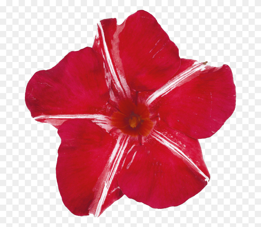 683x672 Sundaville Red Star Desert Rose, Pétalo, Flor, Planta Hd Png