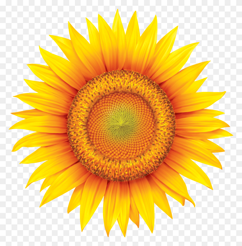 1279x1304 Sundown Naturals Желтый Цветок Изображения Клипарт, Растение, Цветок, Цветение Hd Png Скачать