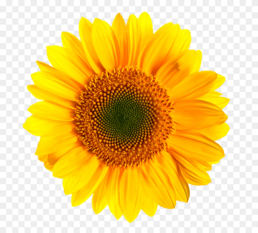755x699 Sunfloer One Sunflower Clipart, Plant, Flower, Blossom HD PNG Download