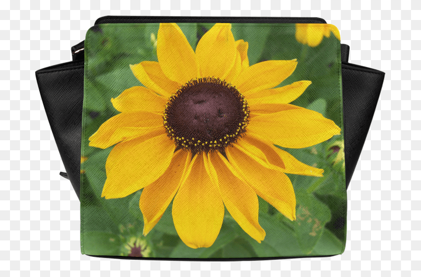701x493 Sunflower, Plant, Flower, Blossom HD PNG Download