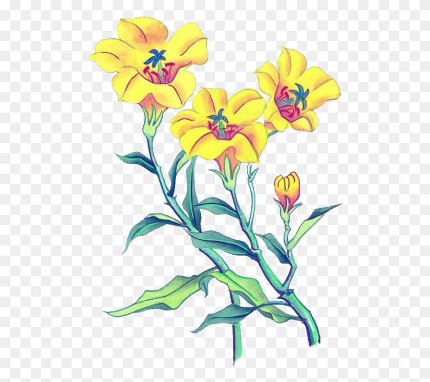 503x687 Подсолнечник, Растение, Цветок, Цветение Hd Png Скачать