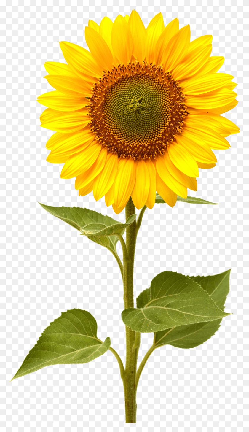 1956x3502 Sunflower HD PNG Download