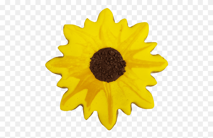 486x485 Sunflower, Plant, Flower, Blossom HD PNG Download