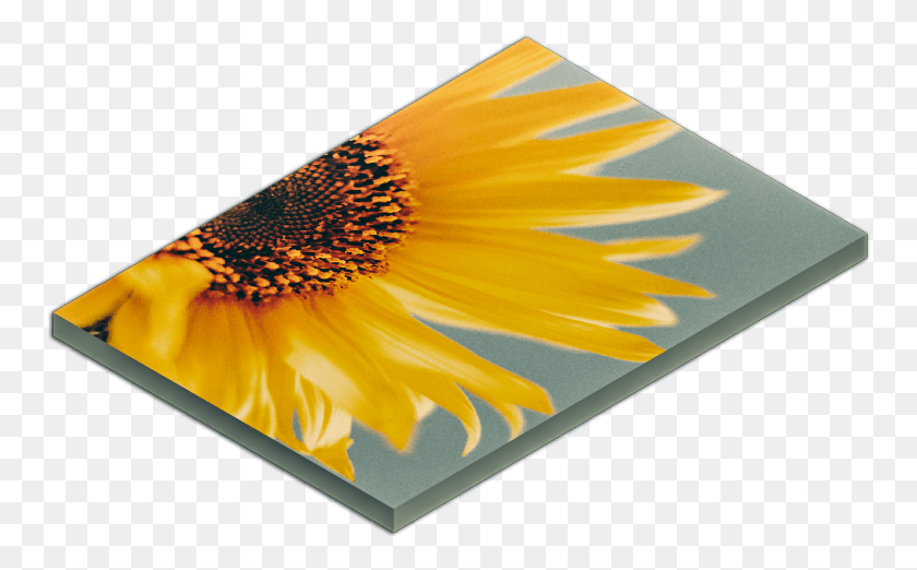 755x462 Girasol, Pétalo, Flor, Planta Hd Png