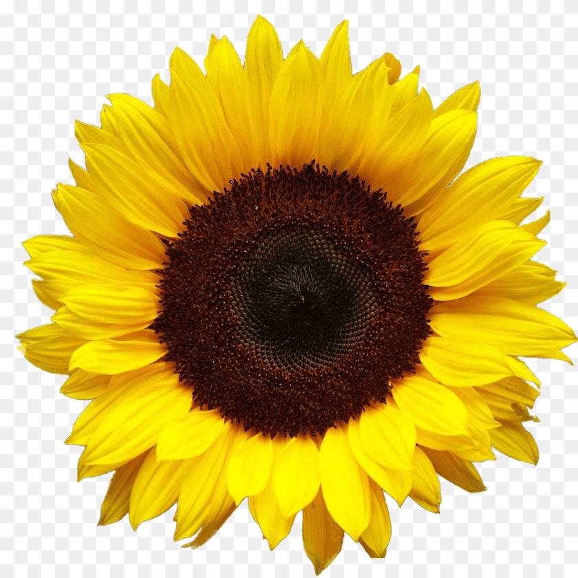 Sunflower, Flower, Plant Transparent PNG