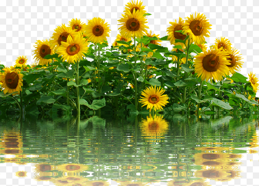 Sunflower Flower, Plant Transparent PNG