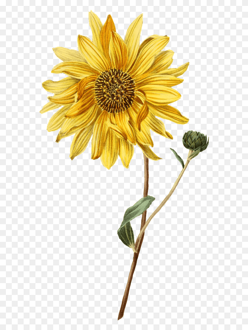580x1059 Sunflower And Bud Transparent Sunflower Illustration, Plant, Flower, Blossom HD PNG Download